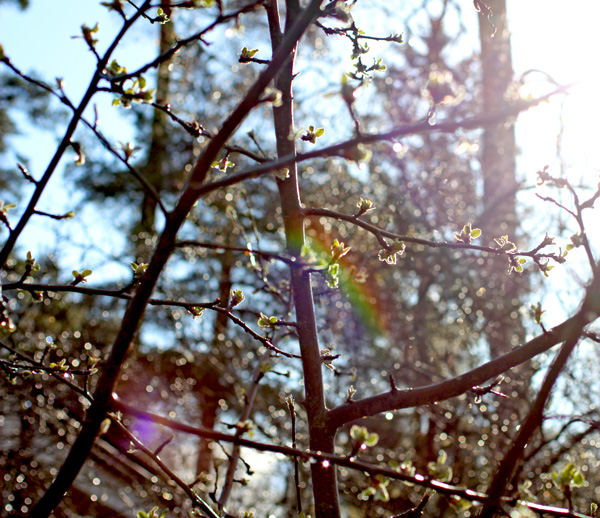 Rainbow after the rain
