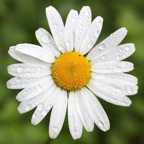 Daisy flower