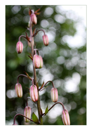 A photo of martagon by Peony and Parakeet
