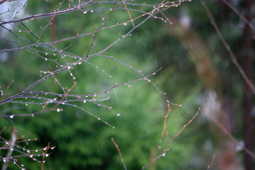 Spring Rain in Finland, a photo by Peony and Parakeet