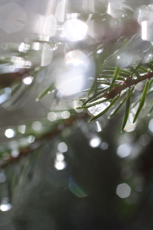 Nature's Diamonds, Finland, a photo by Peony and Parakeet