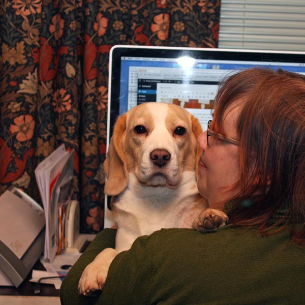 Stella, the beagle, Paivi's dog