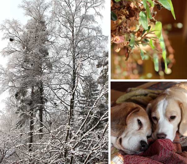 Snapshots from Finland, snow, beagles, houseplants