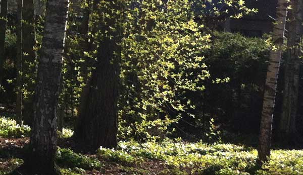 Leaves against the light