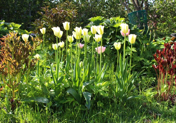 Tulips in the garden
