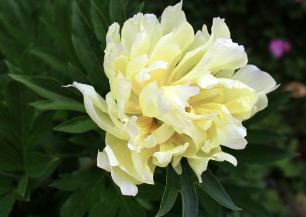 Yellow peony from the garden of Peony and Parakeet
