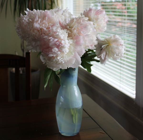 Peonies in a vase