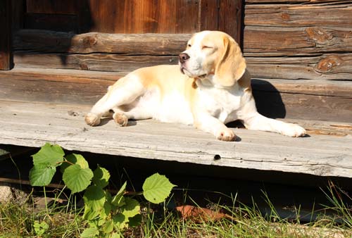 Stella the beagle enjoys the warmth of the sun in Finland, late September