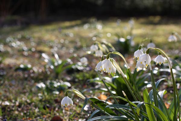 Snowbells after the rain, in Finland