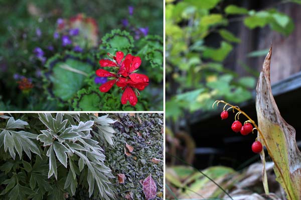 Photos from my garden