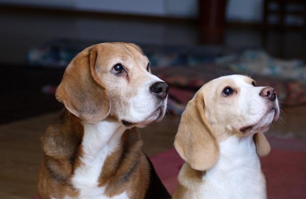 Paivi's beagles Cosmo and Stella from Peony and Parakeet