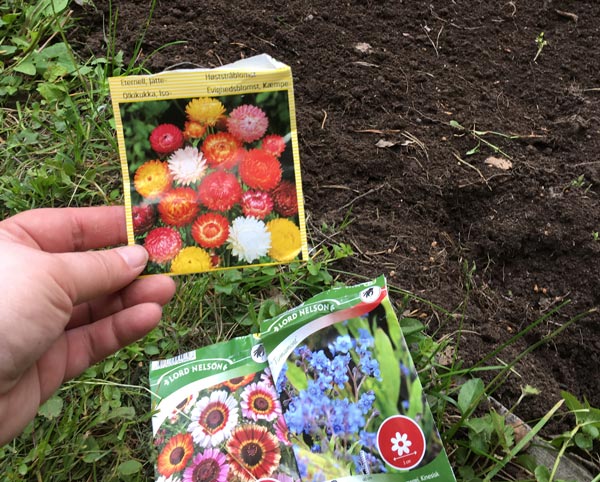 Sowing flower seeds