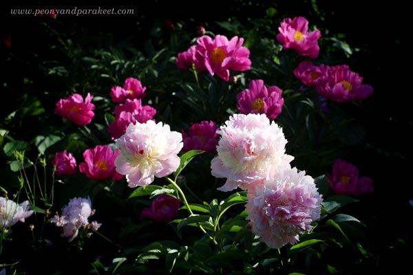 Blooming peonies. Eden's Perfume in the front.