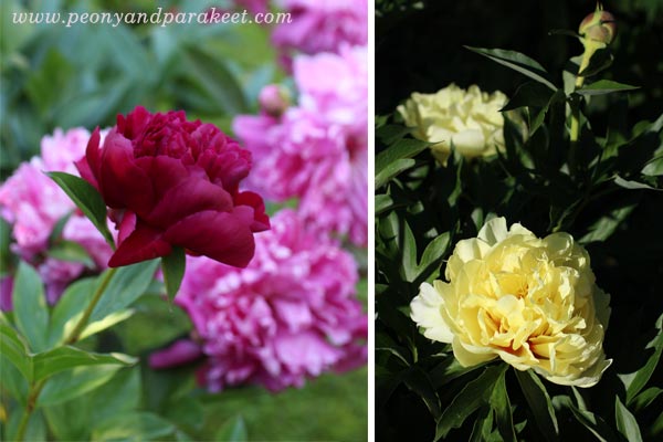 Blooming peonies. Hei Hao Bo Tao and Bartzella.