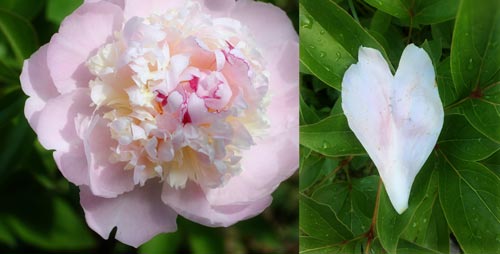 Peony Love