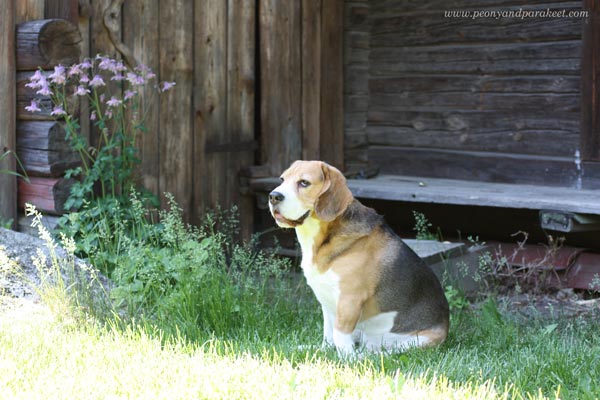 Cosmo the beagle enjoying summer in the garden.