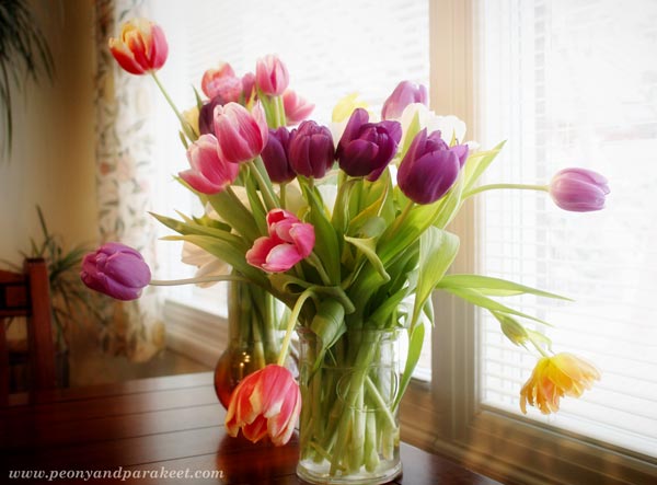 A vase of tulips. A photo by Paivi Eerola from Peony and Parakeet.