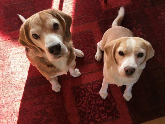 Cosmo and Stella, Paivi Eerola's pets.