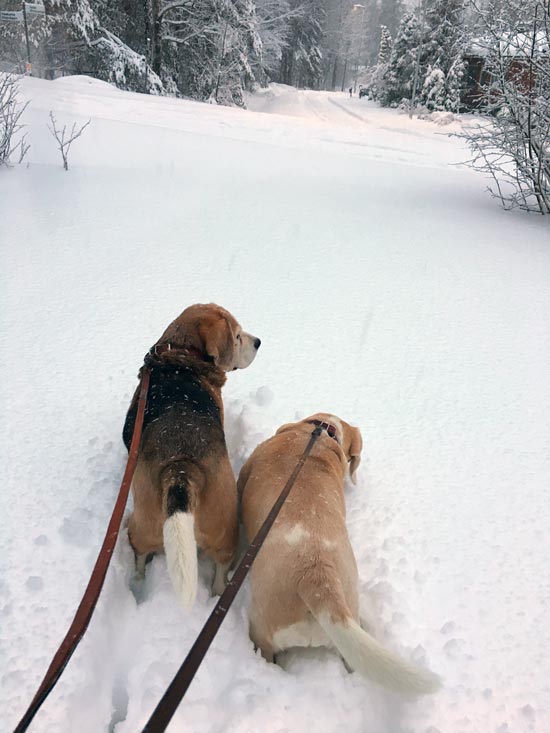 Snowstorm in Finland.