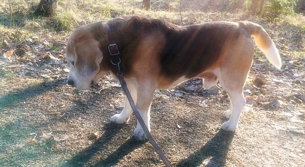 Old dog.