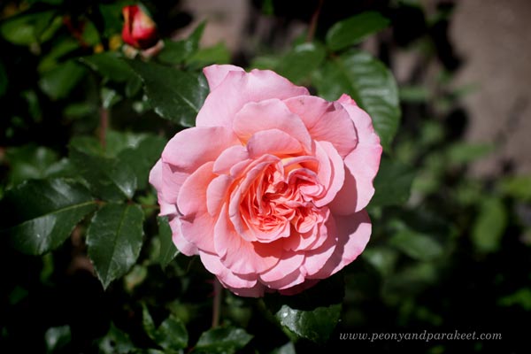Rose in the garden