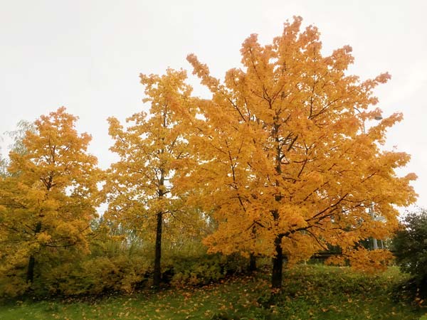 Fall colors. Golden trees that look like they are from a fantasy forest!