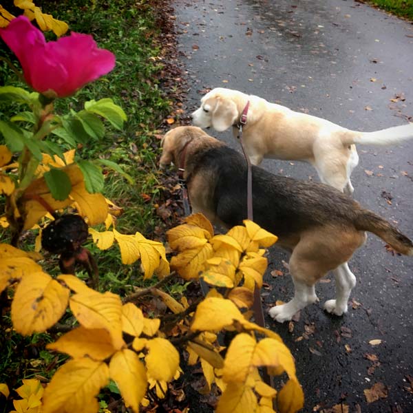 Walking the dogs in the fall.