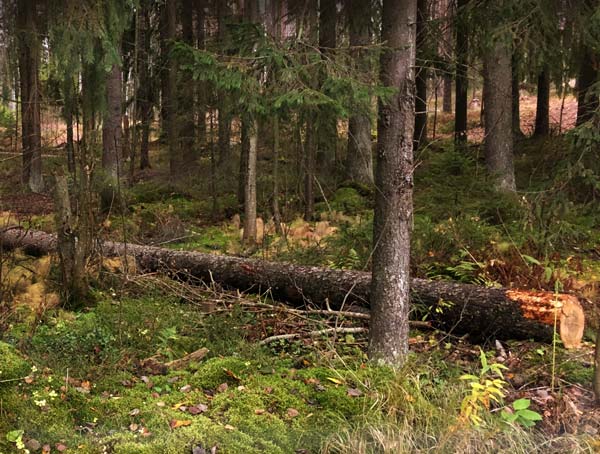 Finnish forest.