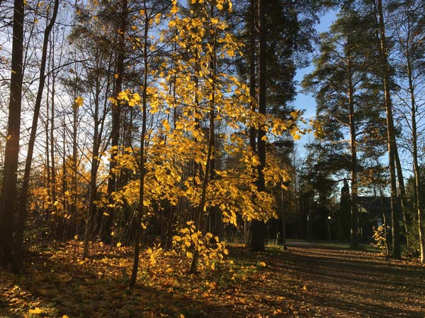 Fall colors. Art inspiration.
