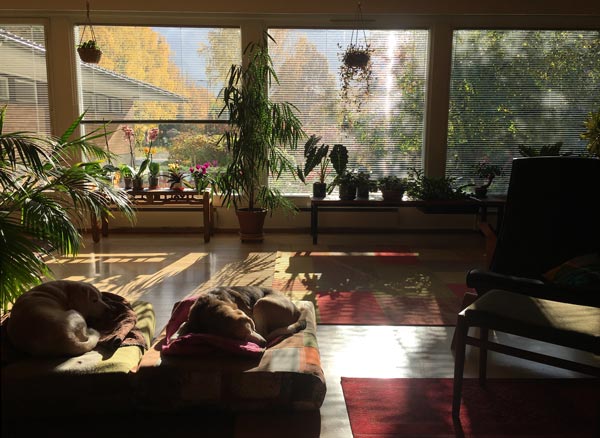 Home with house plants