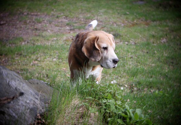 Cosmo - loosing a long-time family member