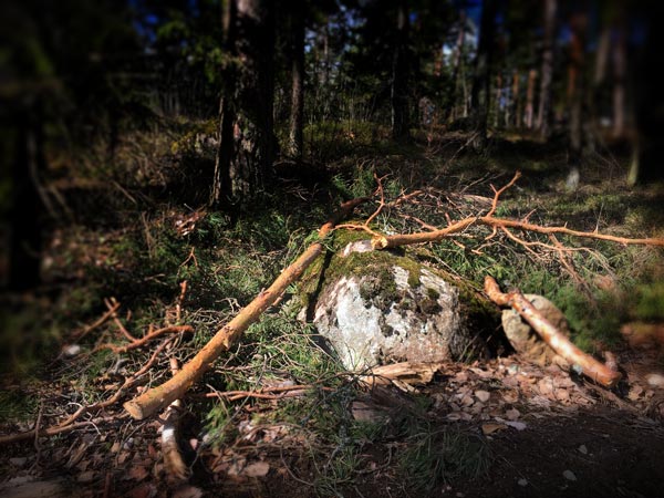Fallen branches can inspire for bringing more life into art. Read about how to handle inspiration to make your art more natural and lively!