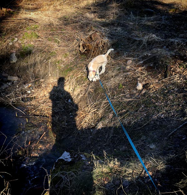 Walking the dog in nature.