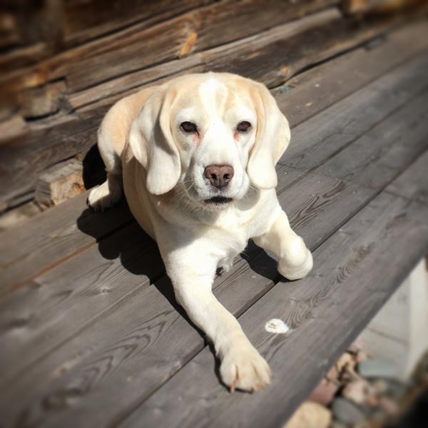 Stella the beagle.