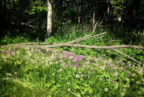 Nature's mystical imperfection.