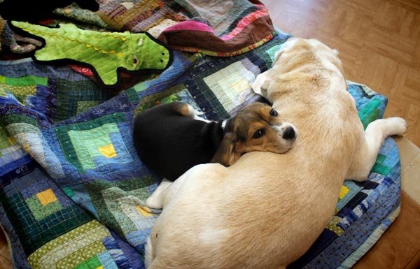 Beagles as artist's studiodogs.