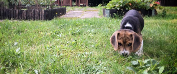 Beagle puppy.