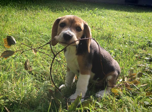 A beagle puppy.