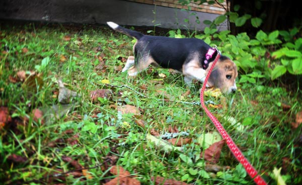 Beagle puppy explores nature.