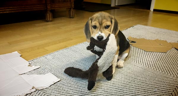 Beagle puppy.