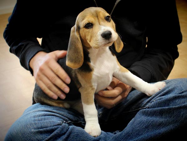 Cute beagle puppy