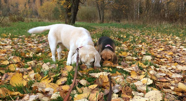 Two beagles in a field. Taking breaks from creative work.