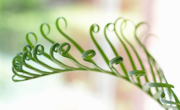 Curvy leaves of a house plant. Inspiration for botanical art.