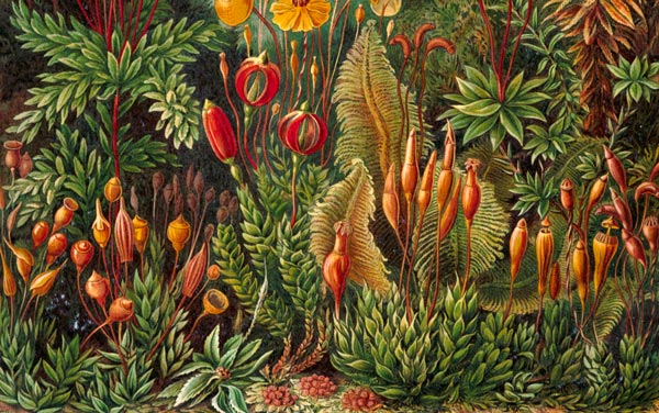 Ernst Haeckel's botanical art, a detail of his bigger work.