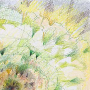 Eye-Cather