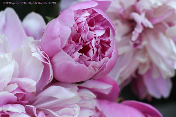 Pink peonies as pink inspiration.