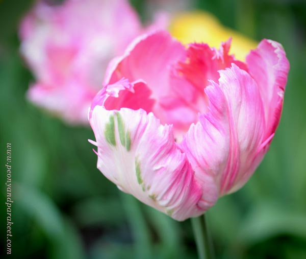 Pink tulip photo.