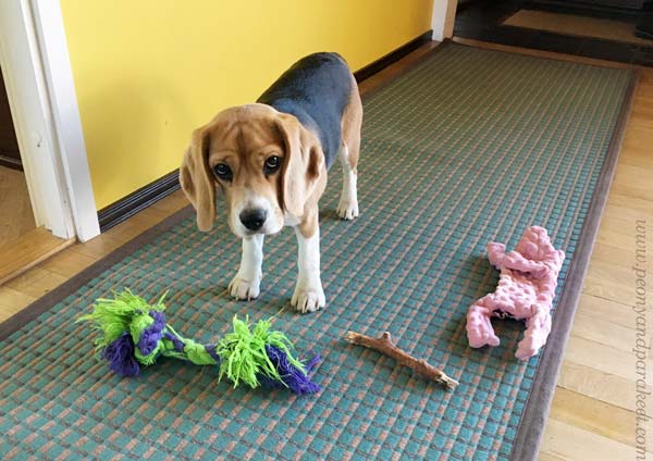 Studiodog with her toys.