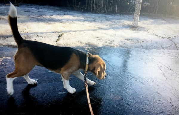 A beagle puppy on thin ice. Spring in Finland.