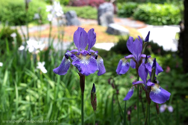 Purple irises in the garden.